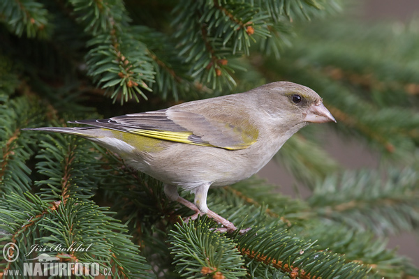 Zelienka obyčajná (Carduelis chloris)