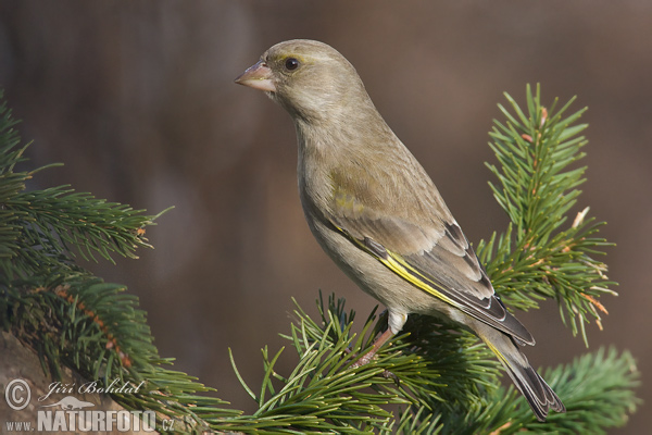 Zelienka obyčajná (Carduelis chloris)