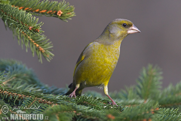 Zelienka obyčajná (Carduelis chloris)