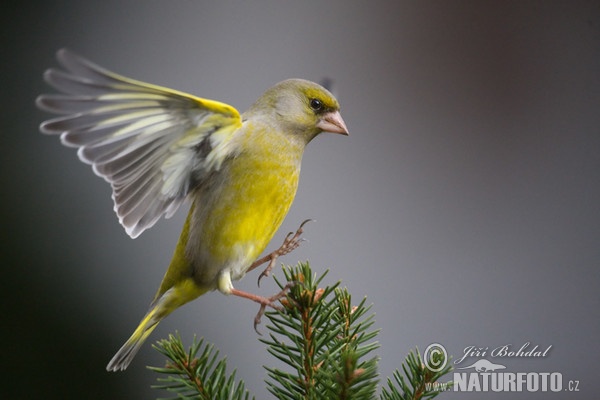 Zelienka obyčajná (Carduelis chloris)