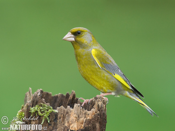 Zelienka obyčajná (Carduelis chloris)