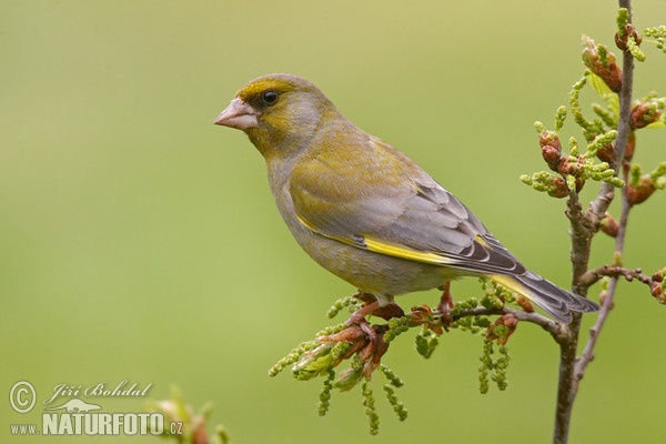 Zelienka obyčajná (Carduelis chloris)