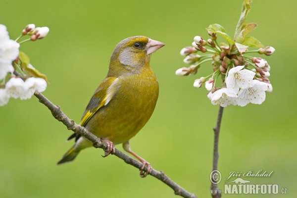 Zelienka obyčajná (Carduelis chloris)