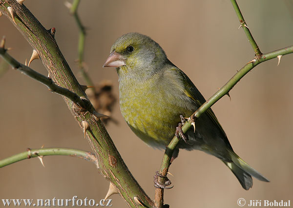 Zelienka obyčajná (Carduelis chloris)