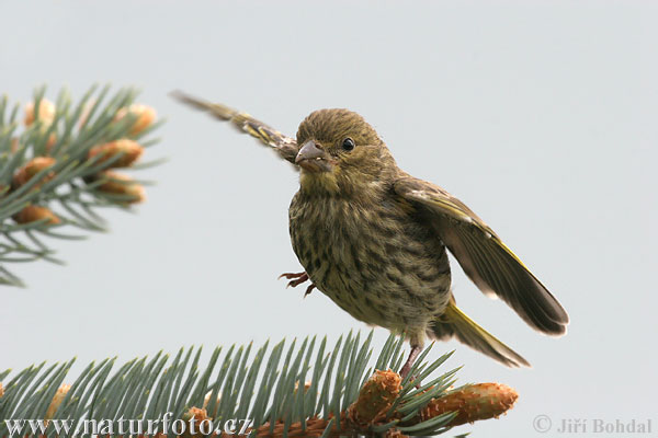 Zelienka obyčajná (Carduelis chloris)