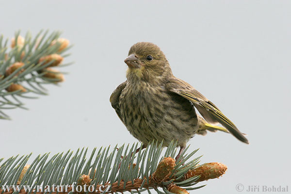 Zelienka obyčajná (Carduelis chloris)