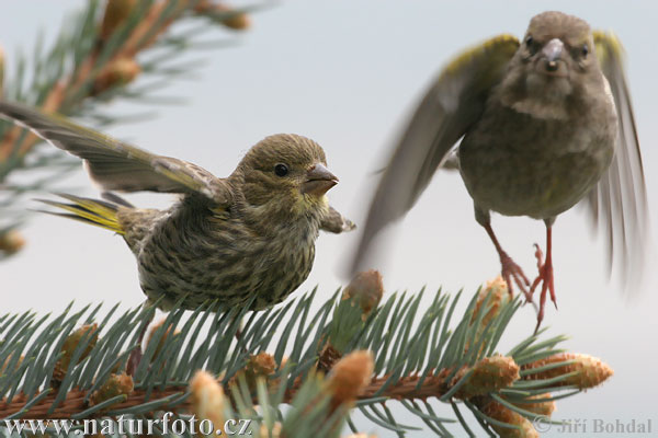 Zelienka obyčajná (Carduelis chloris)