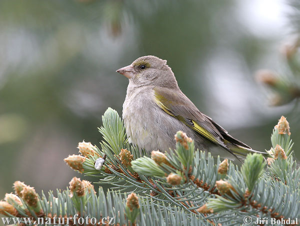 Zelienka obyčajná (Carduelis chloris)