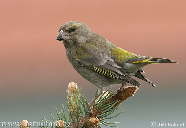 Zelienka obyčajná (Carduelis chloris)