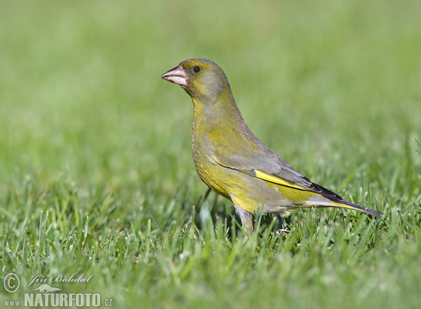 Zelienka obyčajná (Carduelis chloris)