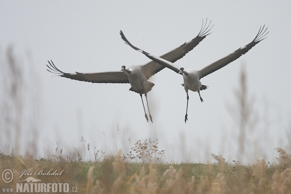 Žeriav popolavý (Grus grus)