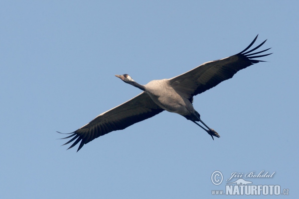 Žeriav popolavý (Grus grus)