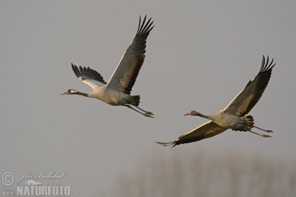 Žeriav popolavý (Grus grus)