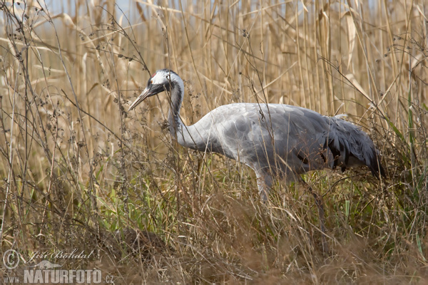 Žeriav popolavý (Grus grus)