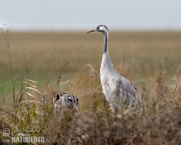 Žeriav popolavý (Grus grus)