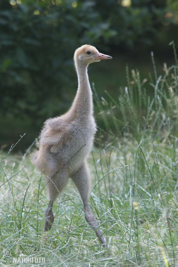 Žeriav popolavý (Grus grus)