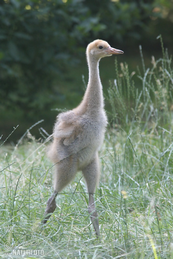 Žeriav popolavý (Grus grus)