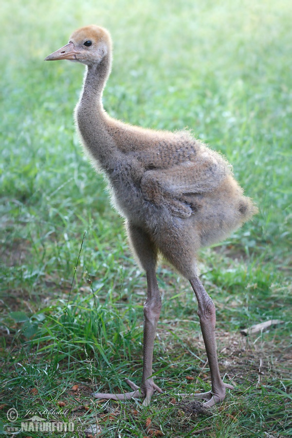 Žeriav popolavý (Grus grus)