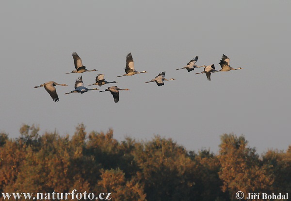 Žeriav popolavý (Grus grus)