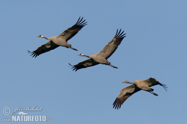 Žeriav popolavý (Grus grus)