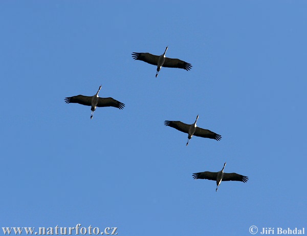 Žeriav popolavý (Grus grus)