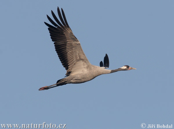 Žeriav popolavý (Grus grus)