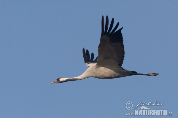 Žeriav popolavý (Grus grus)