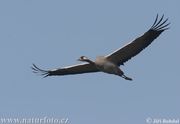 Žeriav popolavý (Grus grus)