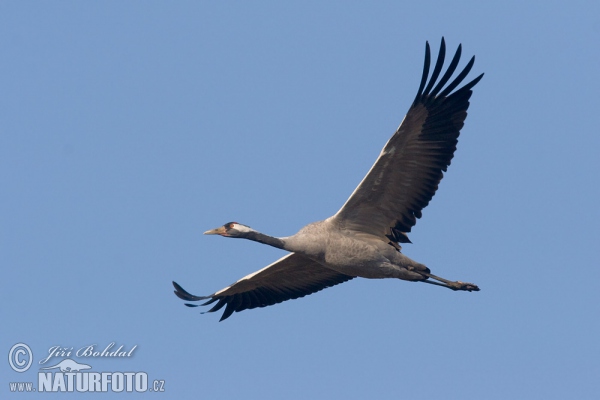 Žeriav popolavý (Grus grus)