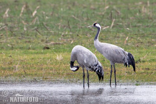 Žeriav popolavý (Grus grus)