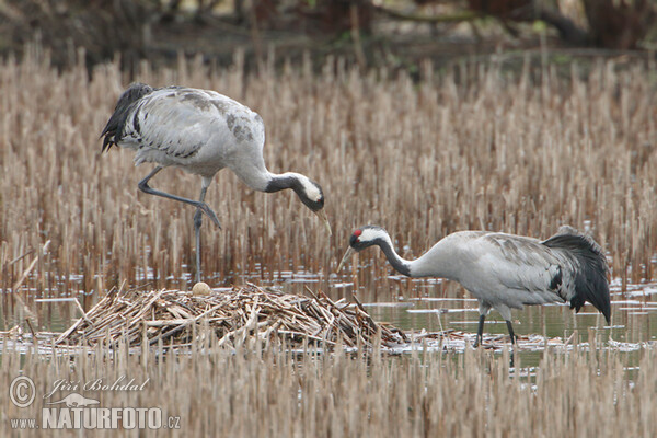 Žeriav popolavý (Grus grus)