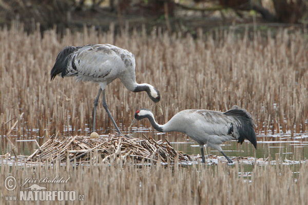 Žeriav popolavý (Grus grus)