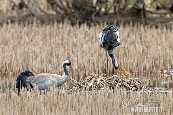 Žeriav popolavý (Grus grus)