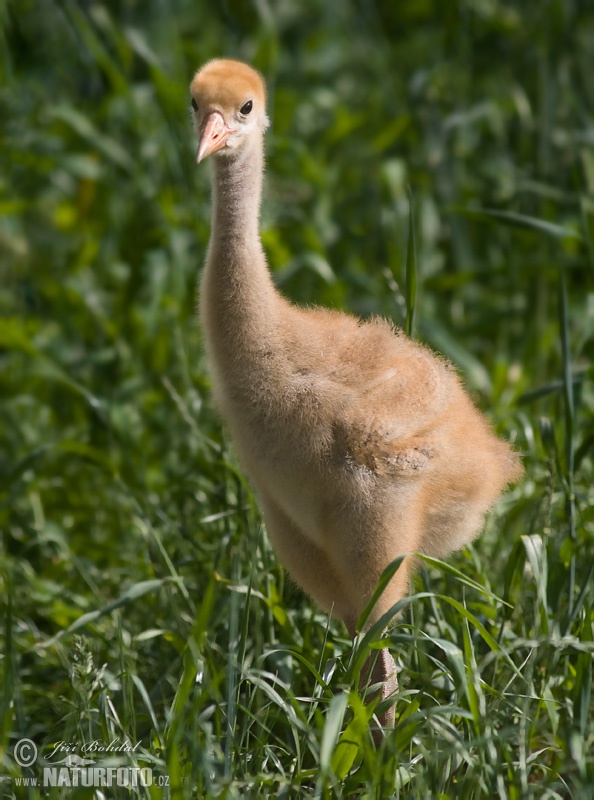 Žeriav popolavý (Grus grus)