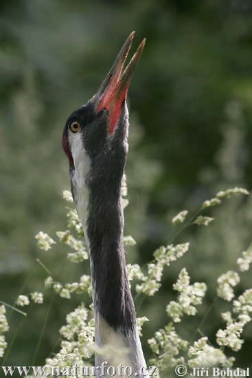 Žeriav popolavý (Grus grus)