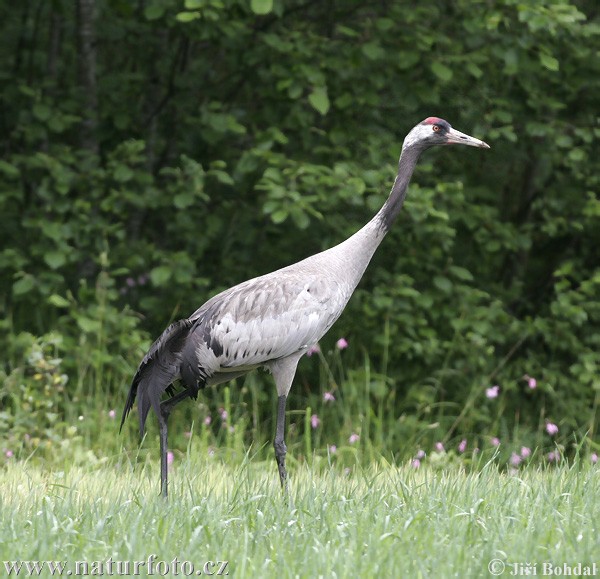 Žeriav popolavý (Grus grus)