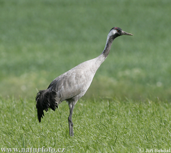 Žeriav popolavý (Grus grus)