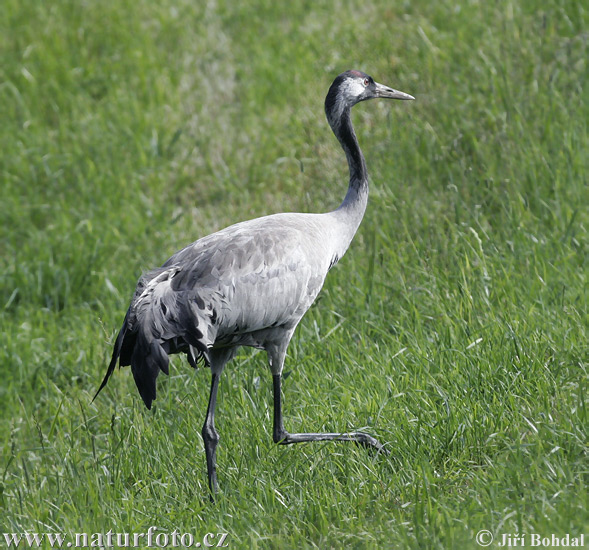 Žeriav popolavý (Grus grus)