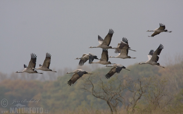 Žeriav popolavý (Grus grus)