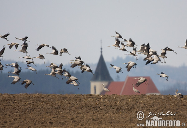 Žeriav popolavý (Grus grus)