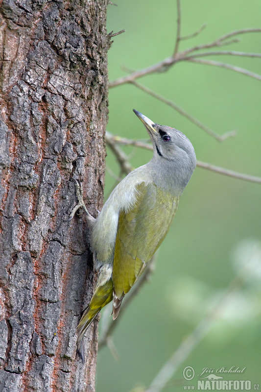 Žlna sivá (Picus canus)