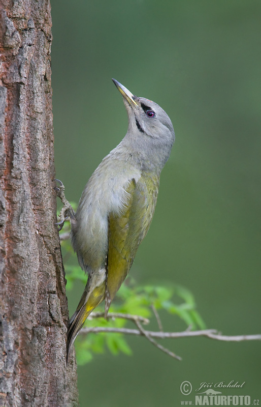 Žlna sivá (Picus canus)