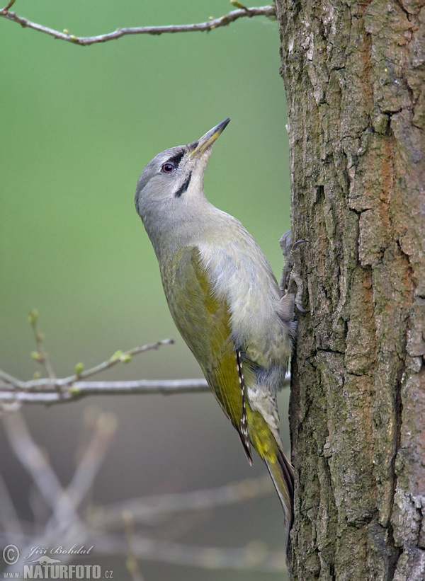 Žlna sivá (Picus canus)