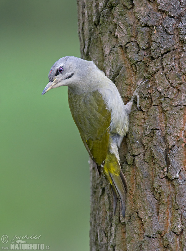 Žlna sivá (Picus canus)