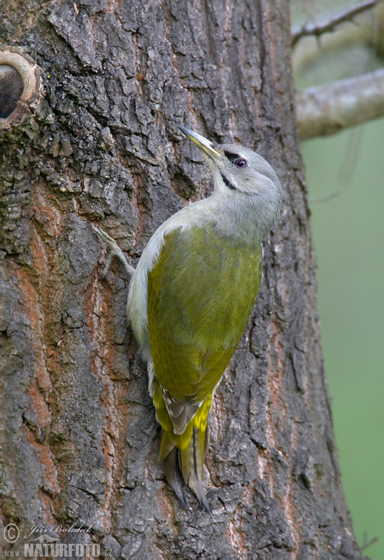 Žlna sivá (Picus canus)