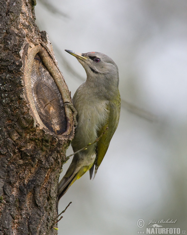 Žlna sivá (Picus canus)