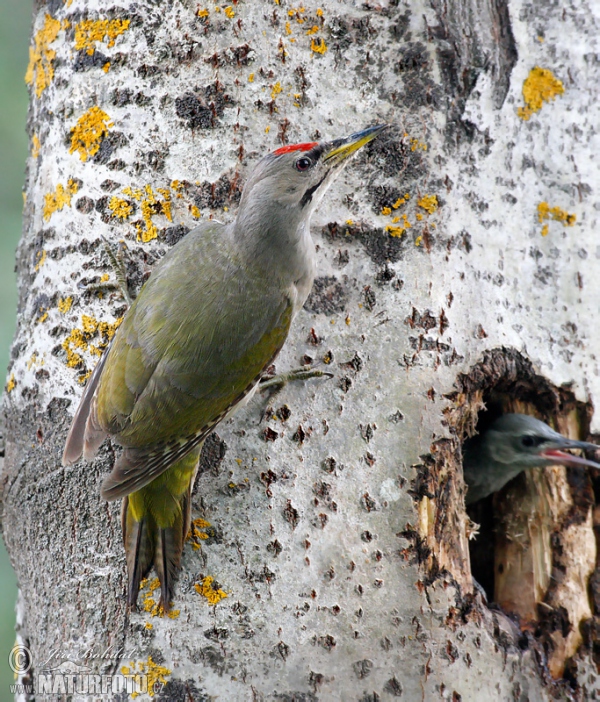 Žlna sivá (Picus canus)