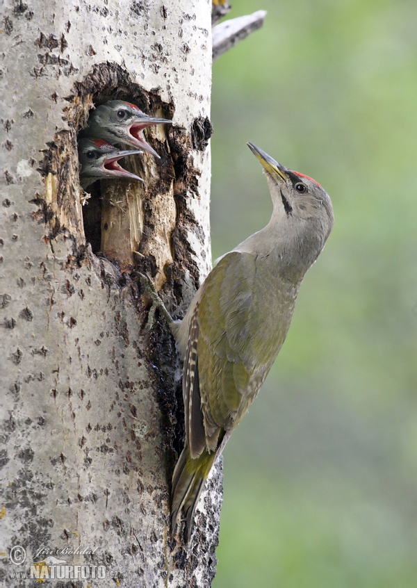 Žlna sivá (Picus canus)