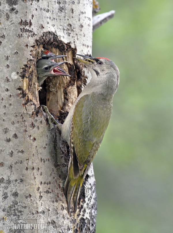 Žlna sivá (Picus canus)