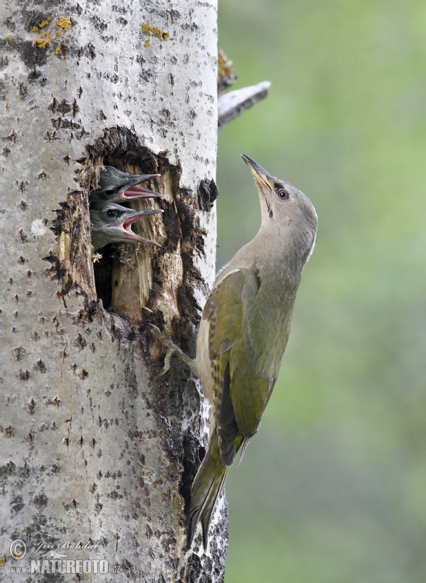 Žlna sivá (Picus canus)